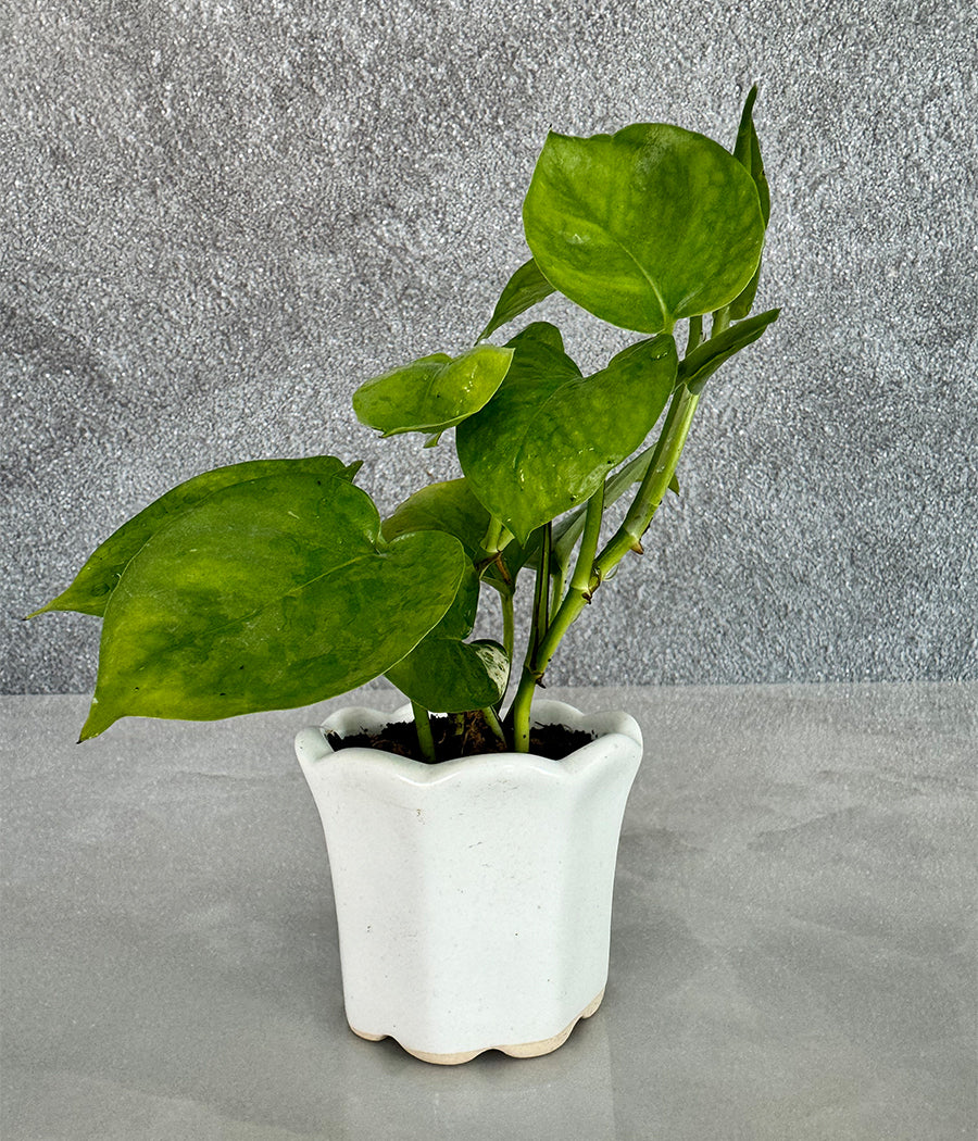 Money Plant in Ceremic mini Planter