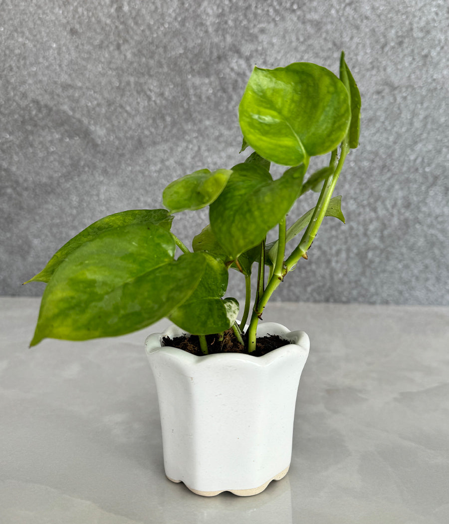 Money Plant in Ceremic mini Planter