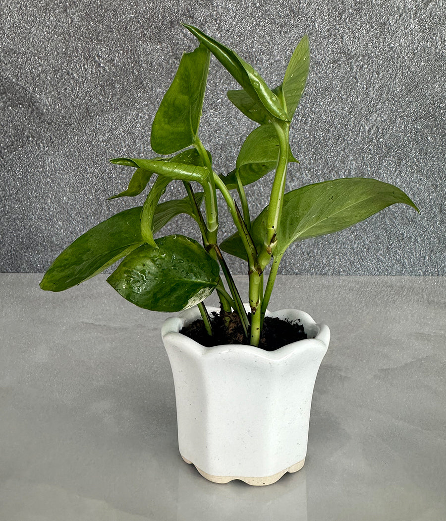 Money Plant in Ceremic mini Planter