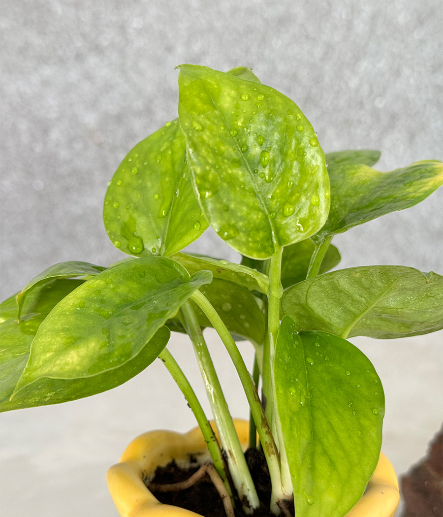 Money Plant in Ceremic mini Planter