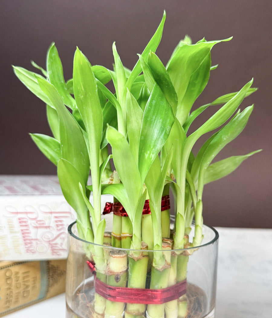 lucky Bamboo Planter