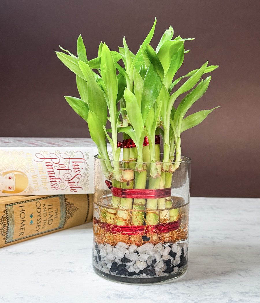 Lucky Bamboo 3 Layers Indoor Plant