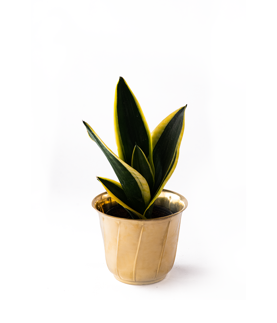 Twisted Brass Planter small