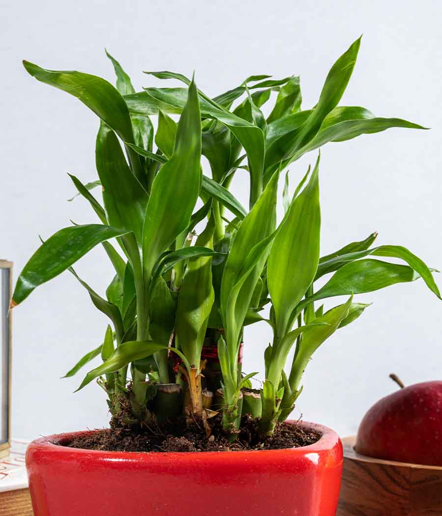 2 Layer Lucky Bamboo in Heart-shaped Red Ceramic Pot