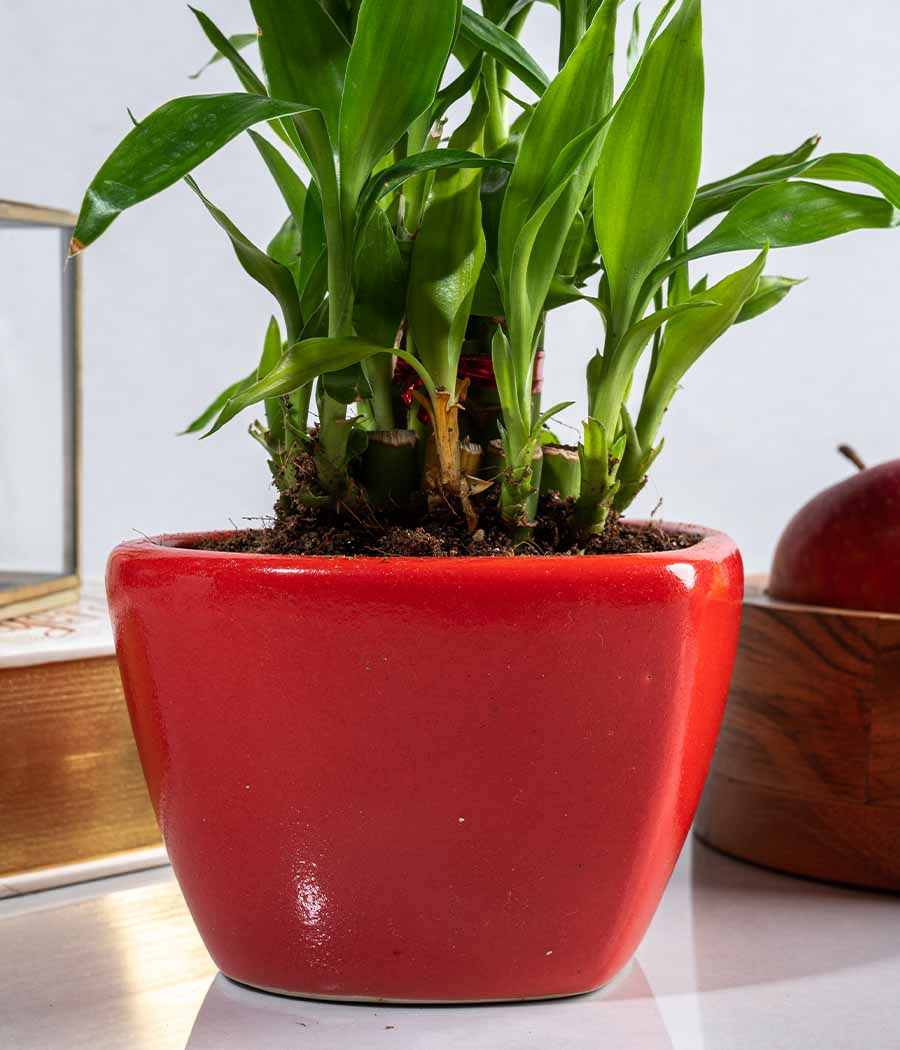 2 Layer Lucky Bamboo in Heart-shaped Red Ceramic Pot