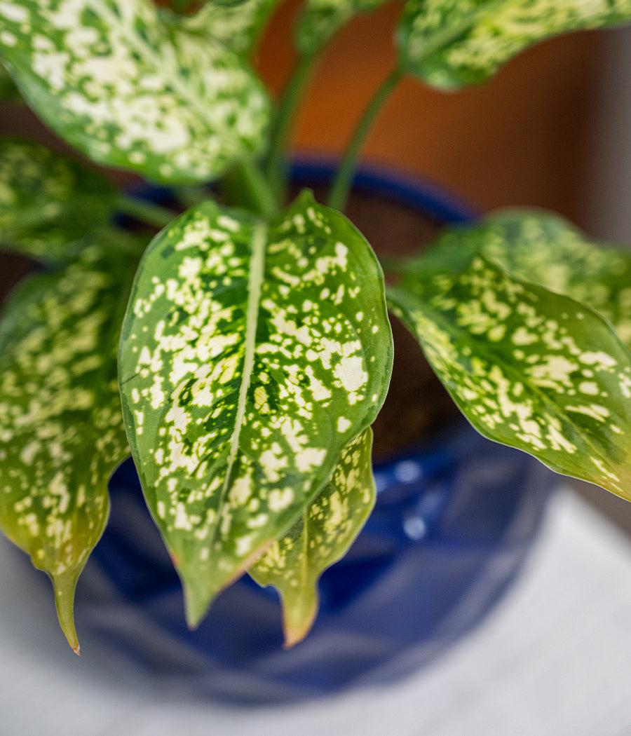 Aglaonema Snow White in Ceramic Planter