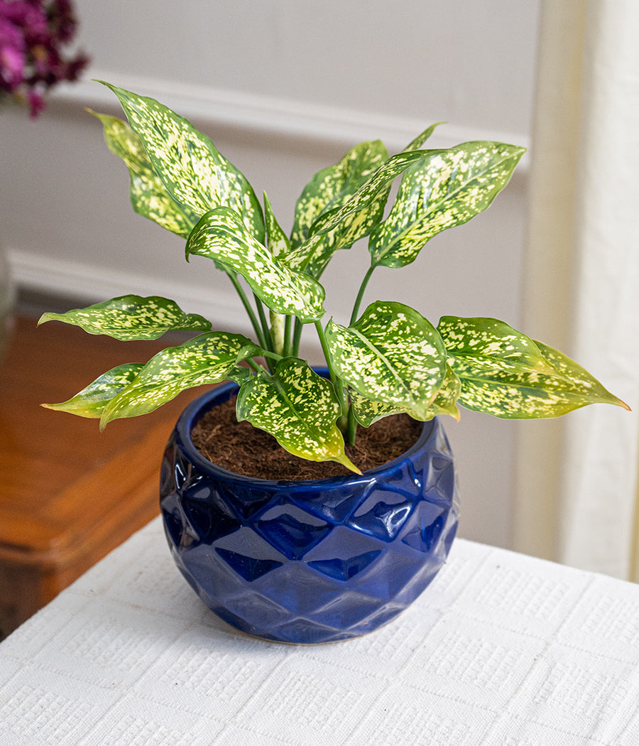 Aglaonema Snow White in Ceramic Planter