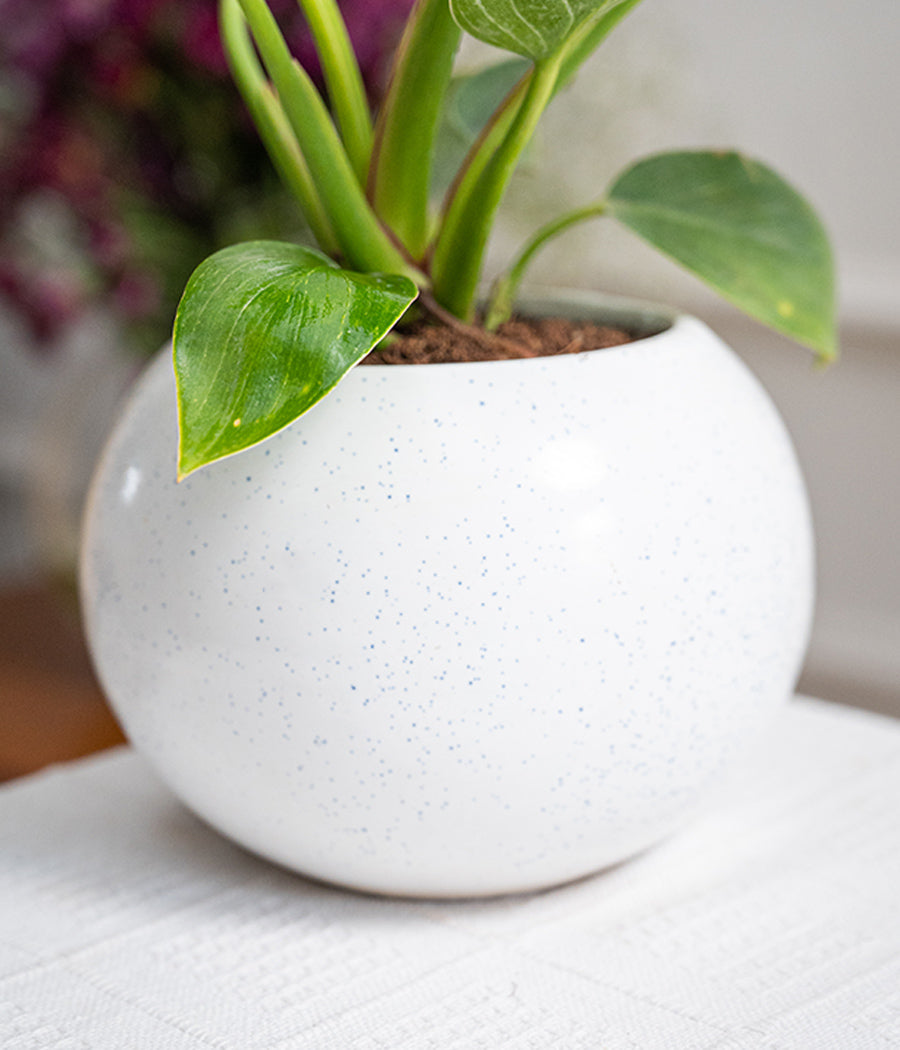 Philodendron Birkin in Round Planter