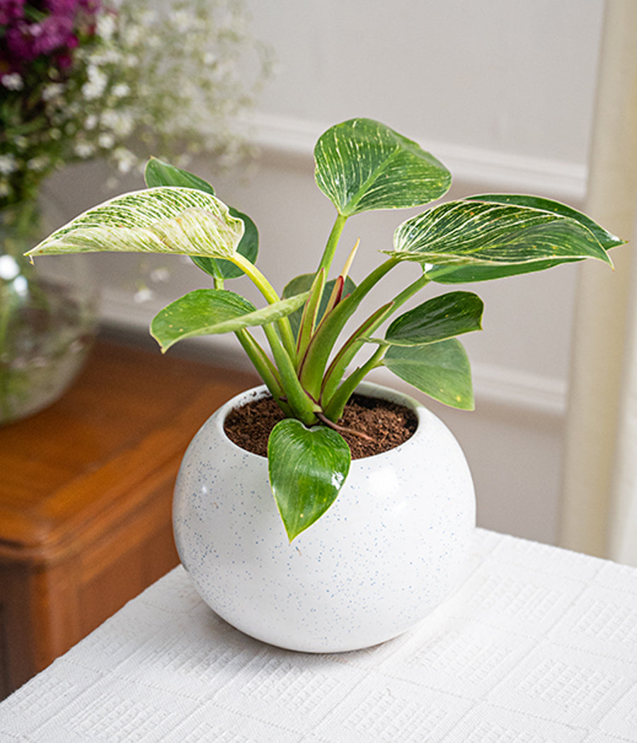 Philodendron Birkin in Round Planter