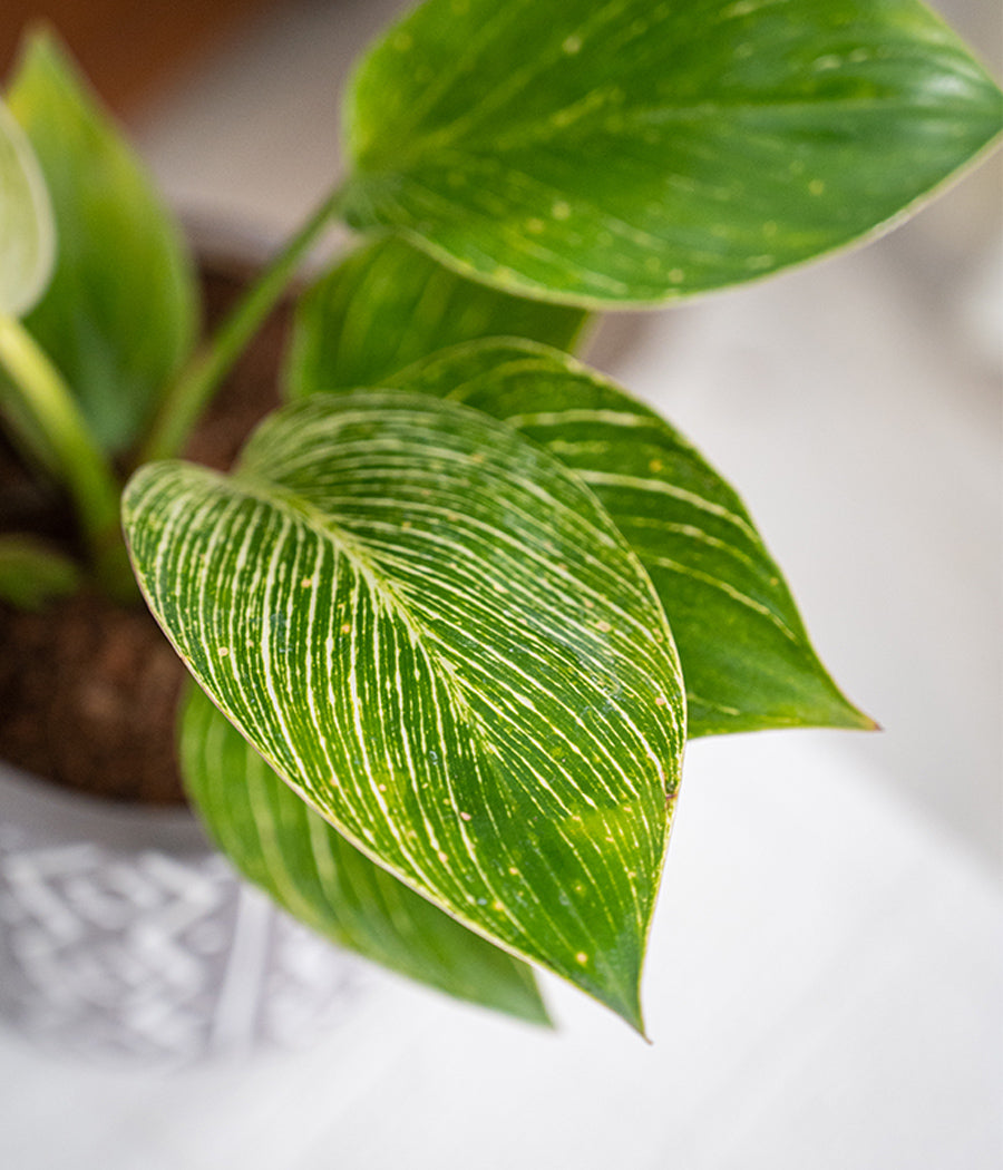 Philodendron Birkin in Tribal Ceramic Planter