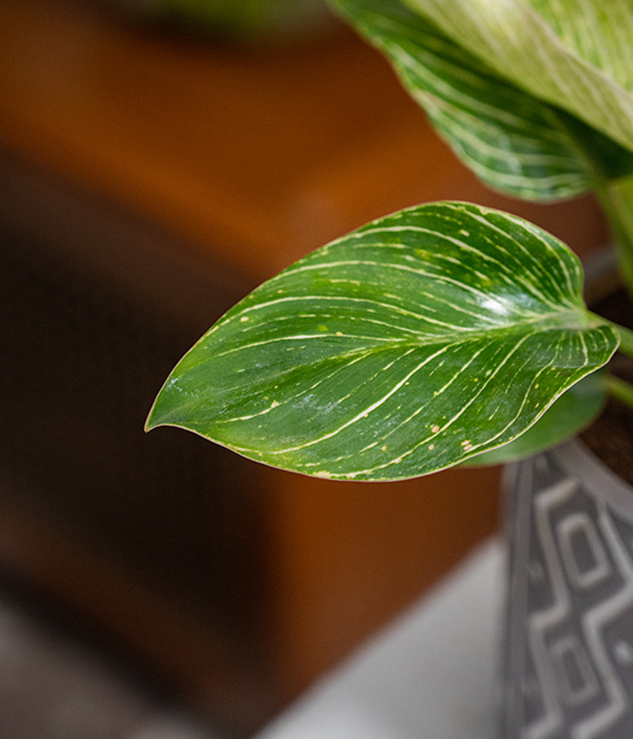 Philodendron Birkin in Tribal Ceramic Planter