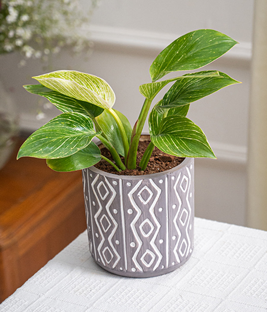 Philodendron Birkin in Tribal Ceramic Planter