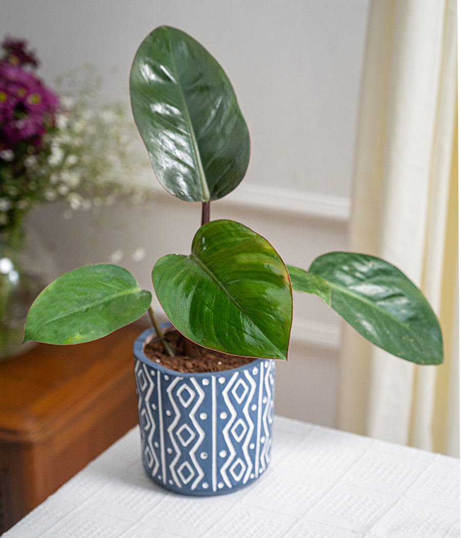 Philodendron Red in Tribal Ceramic Planter