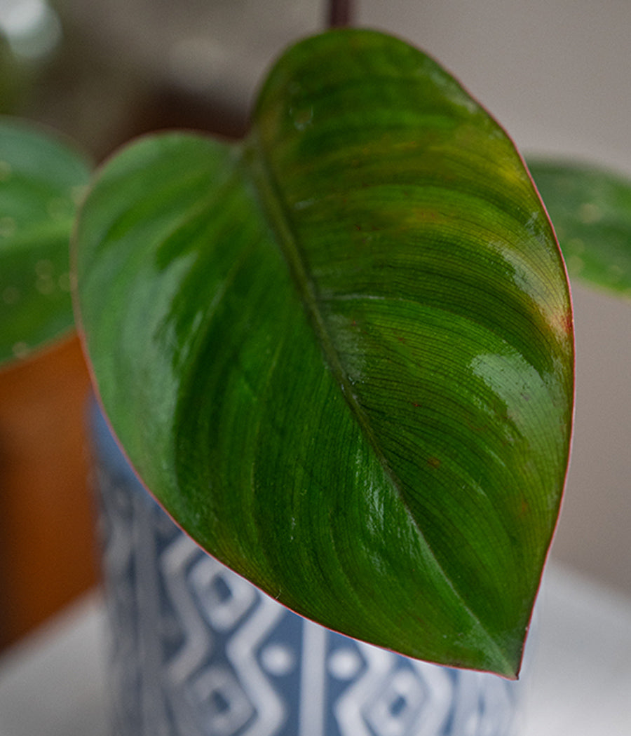 Philodendron Red in Tribal Ceramic Planter