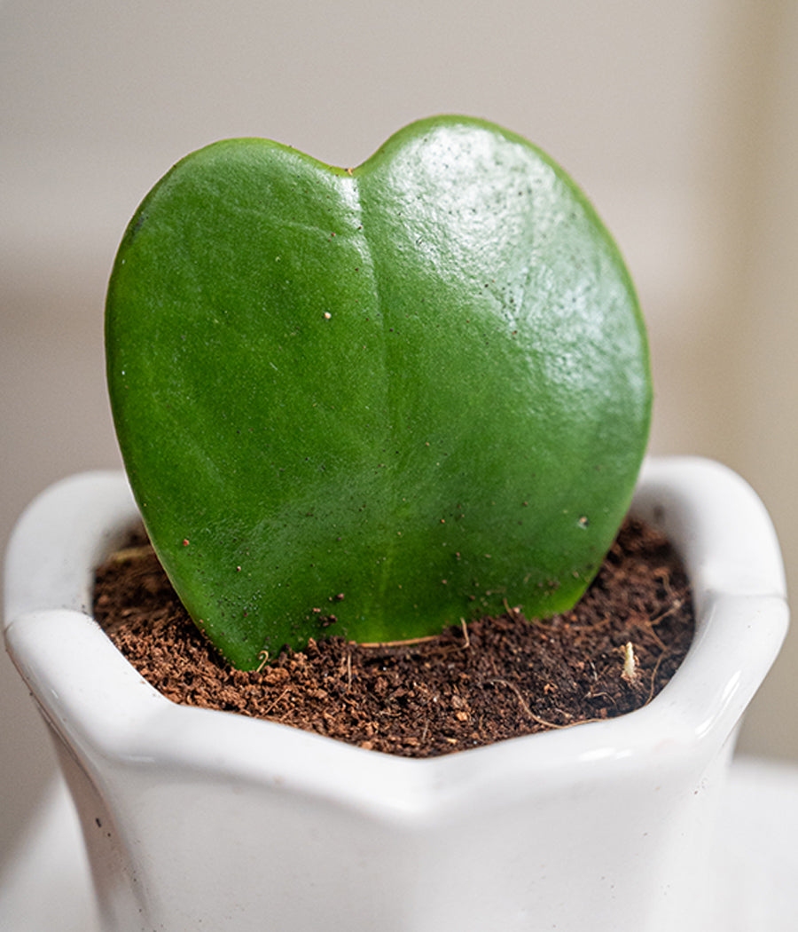 Hoya Heart in Baby Ceramic Pot