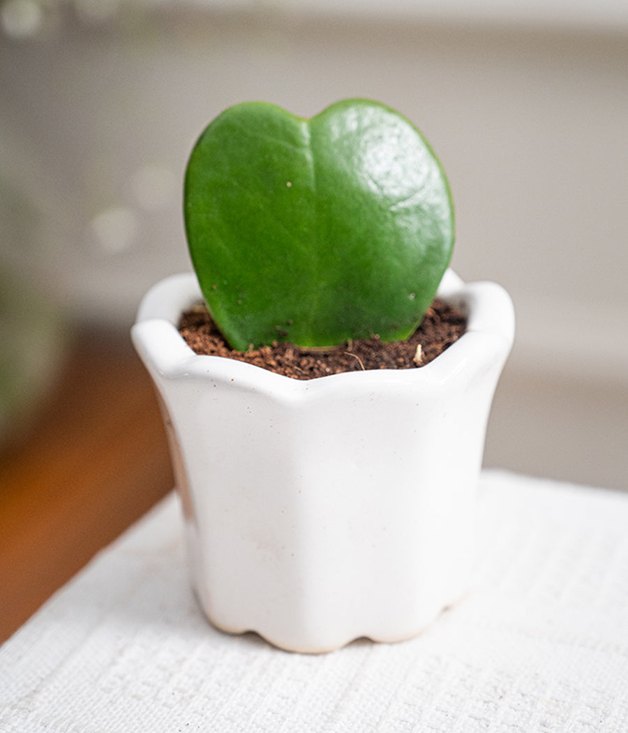 Hoya Heart in Baby Ceramic Pot