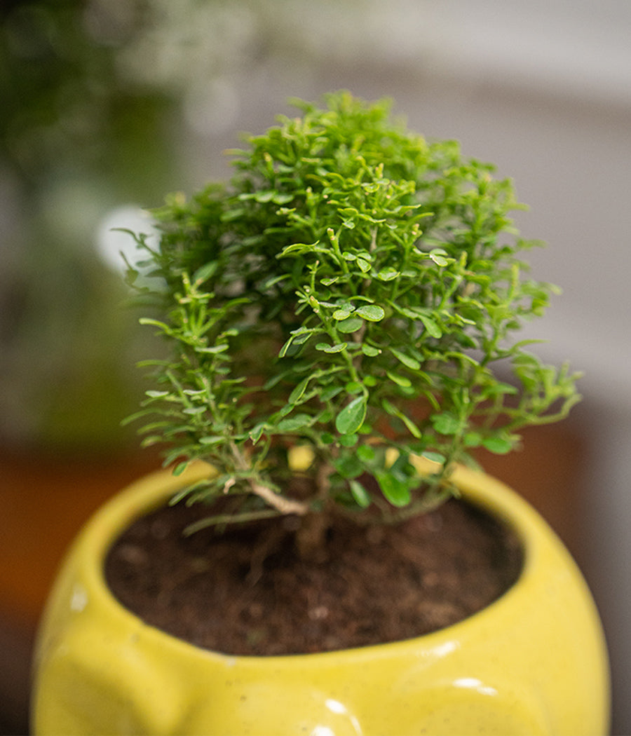 Kamini Table in Elephant Ceramic Pot