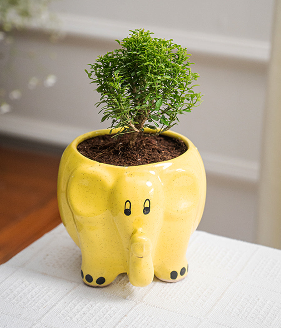 Kamini Table in Elephant Ceramic Pot