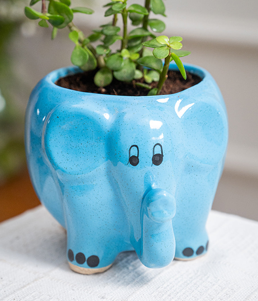 Jade Plant in Elephant Ceramic Pot