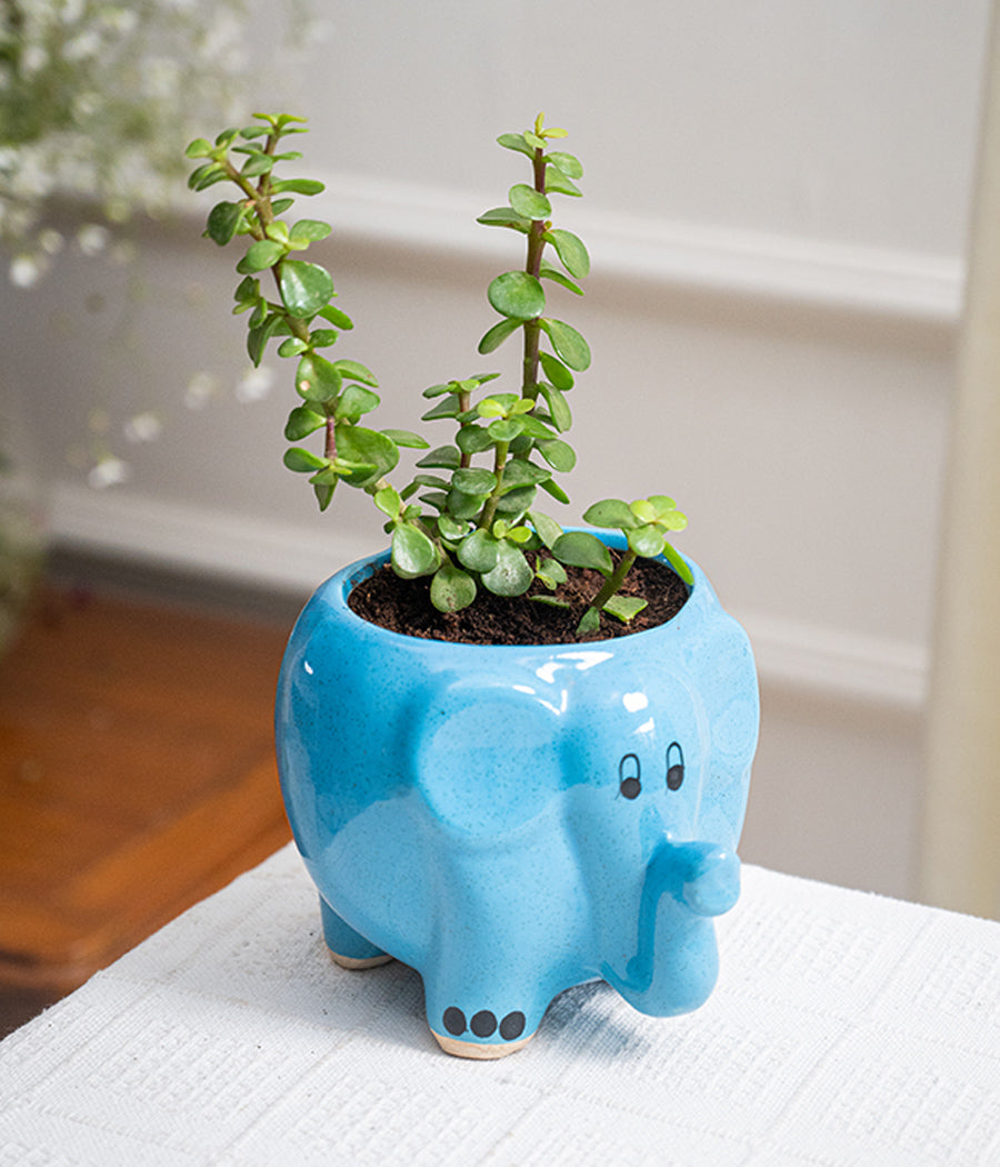 Jade Plant in Elephant Ceramic Pot