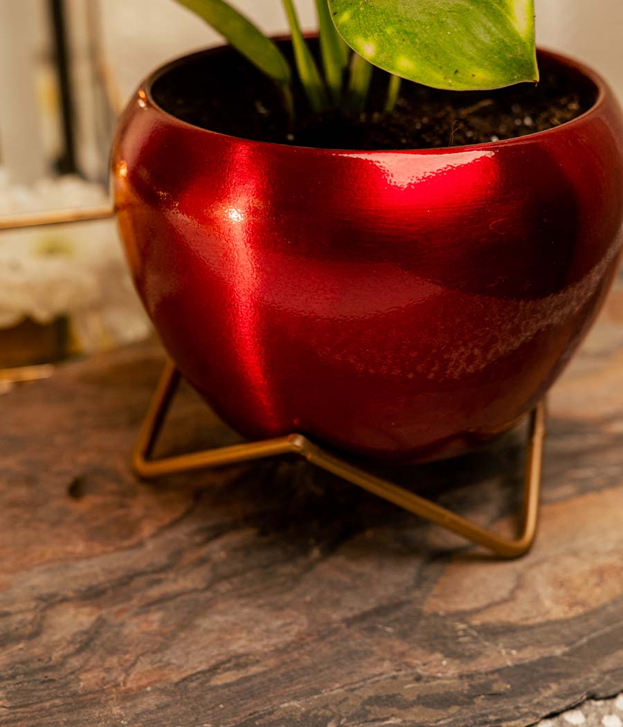 Philodendron Birkin in Red Metal Planter with Stand