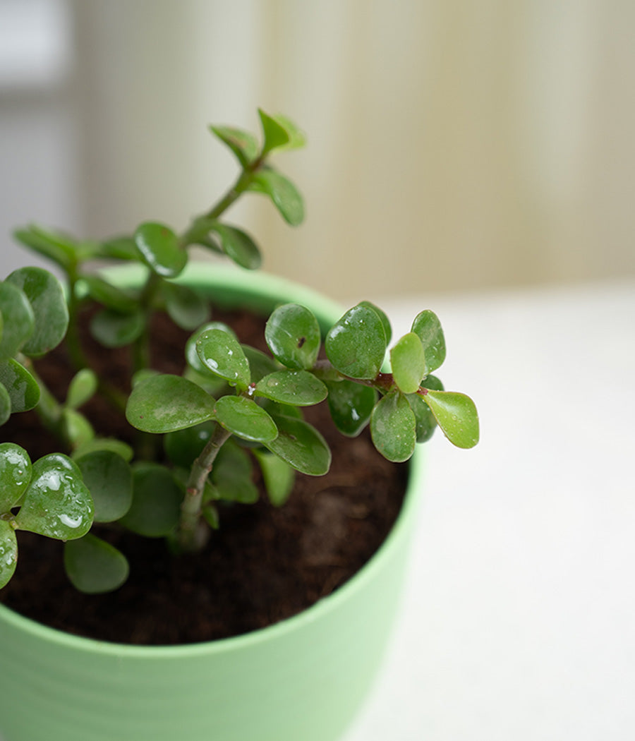 Jade Plant in Pastel Planter