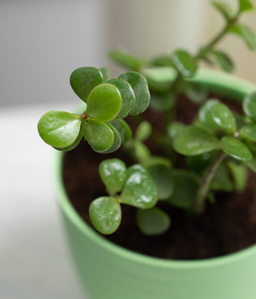 Jade Plant in Pastel Planter