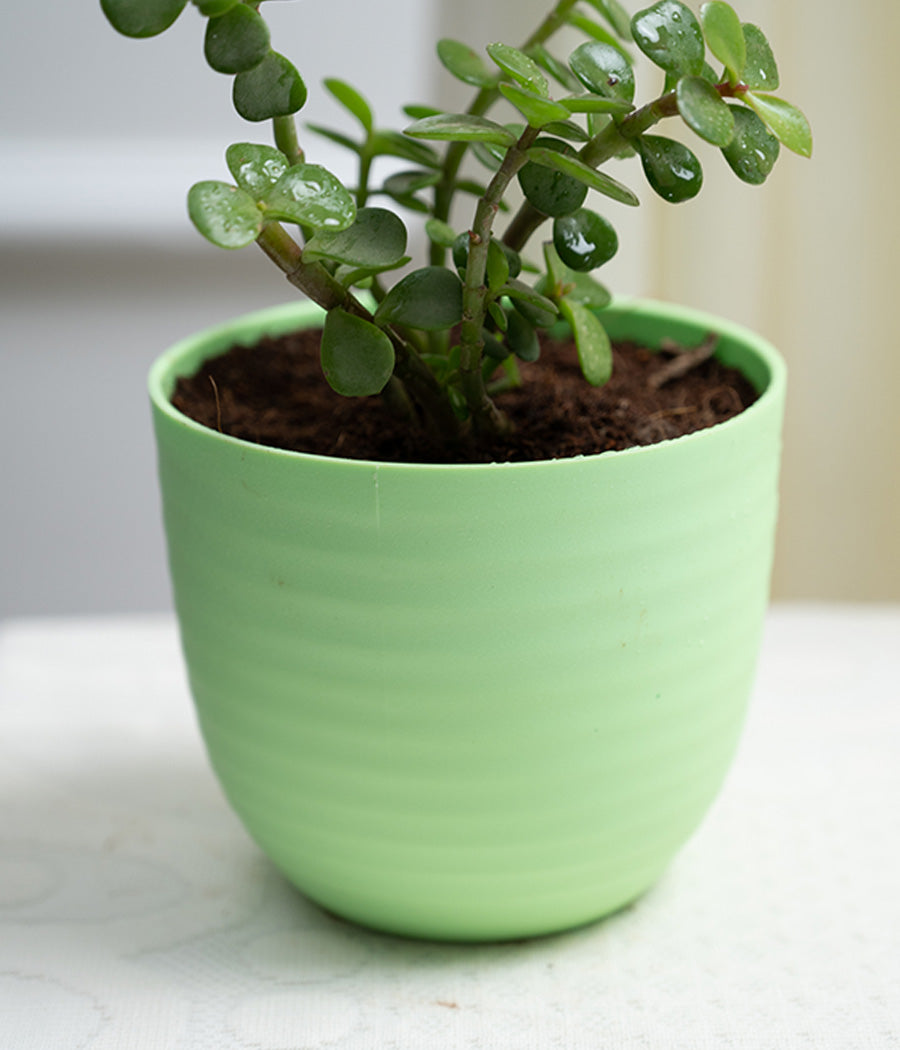 Jade Plant in Pastel Planter