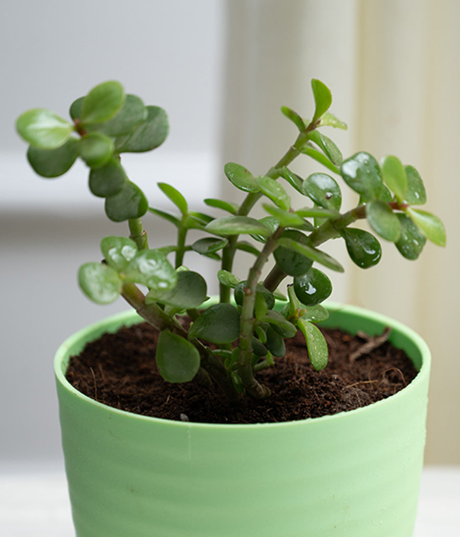 Jade Plant in Pastel Planter