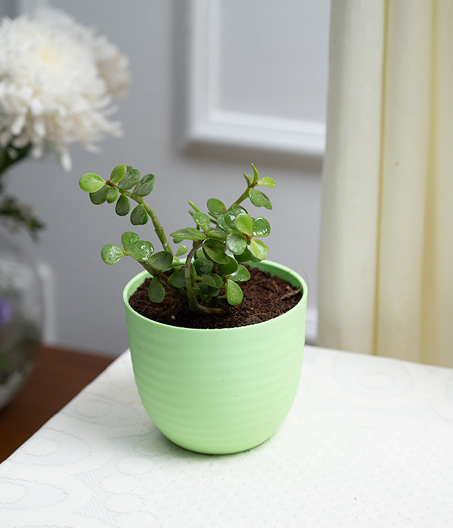 Jade Plant in Pastel Planter