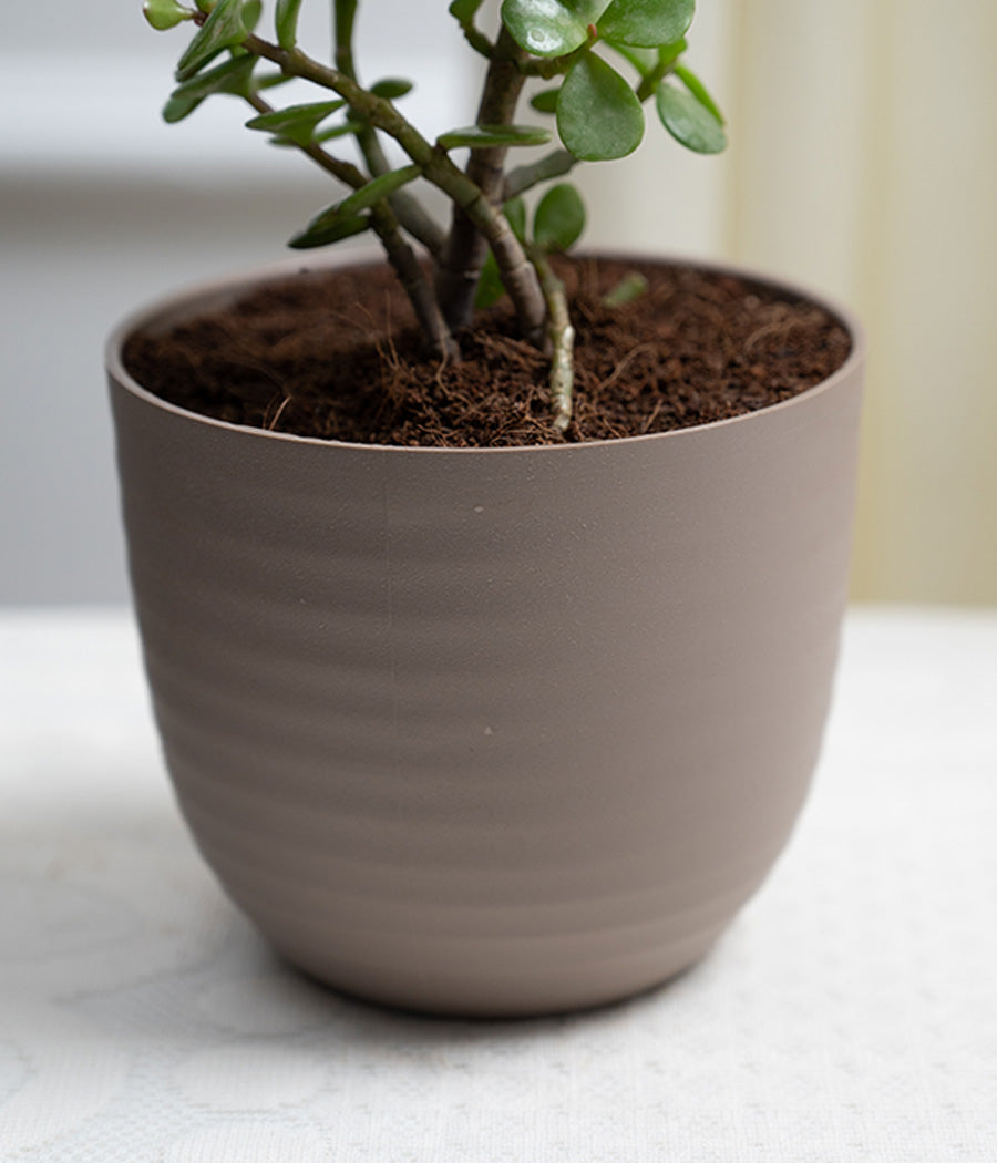 Jade Plant in Pastel Planter