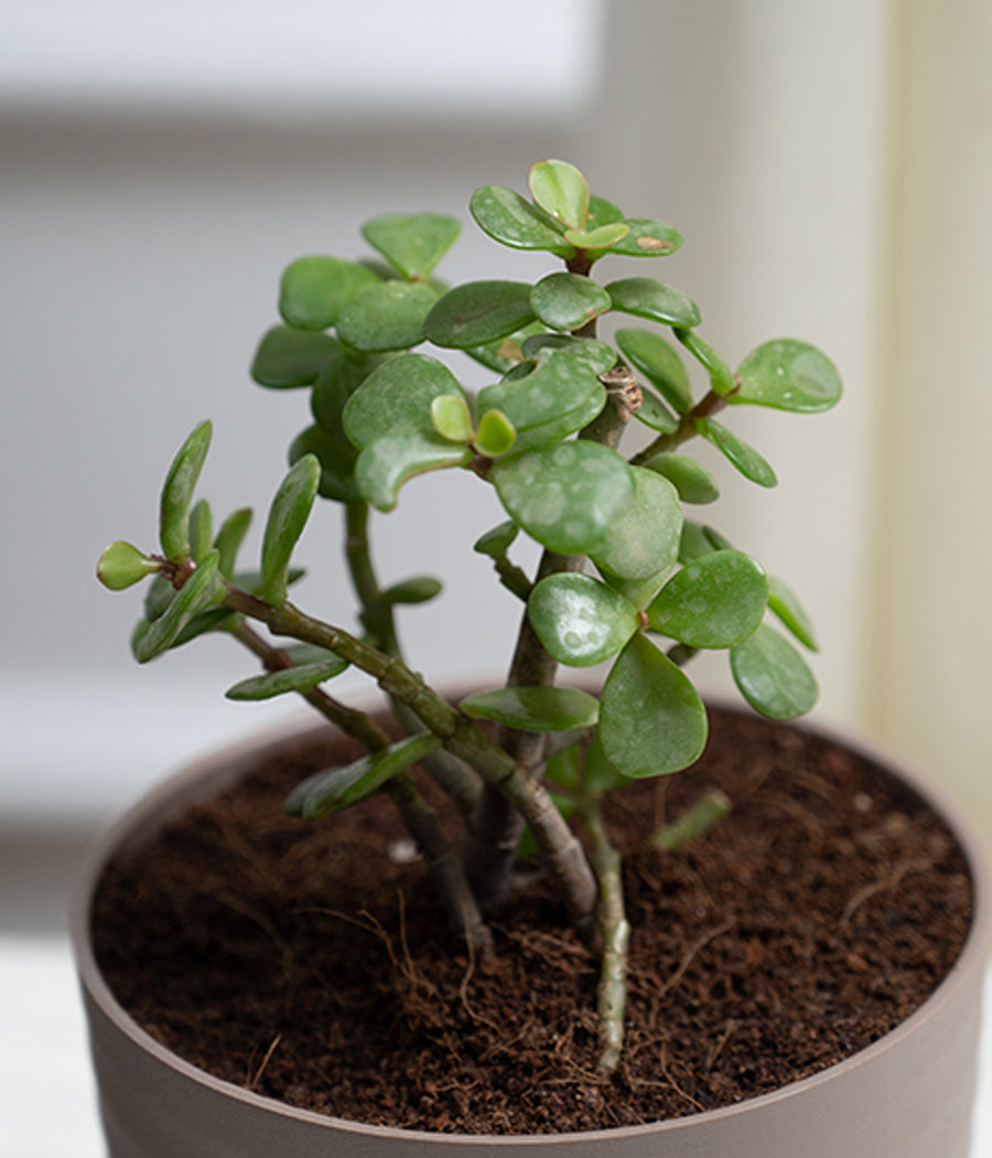 Jade Plant in Pastel Planter