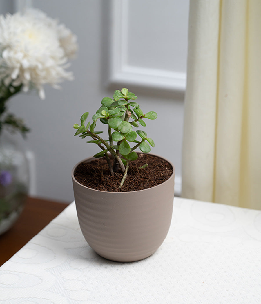 Jade Plant in Pastel Planter