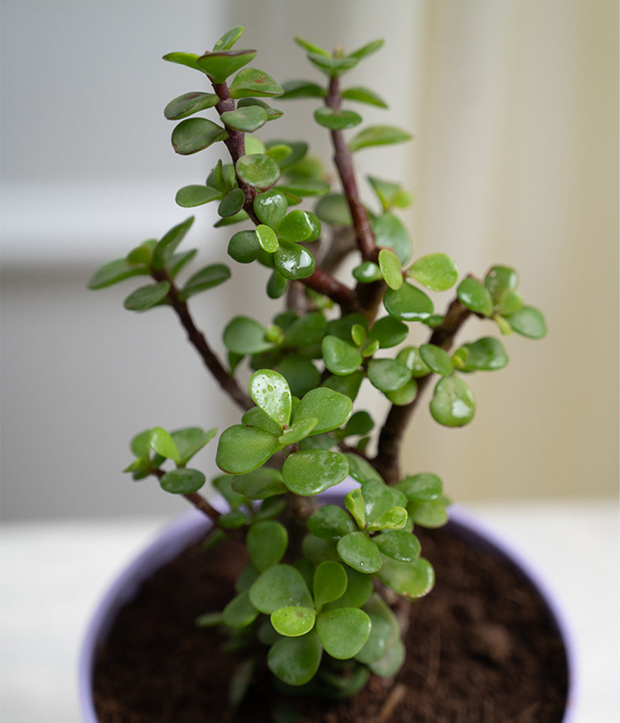 Jade Plant in Pastel Planter