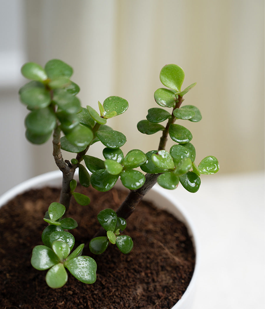 Jade Plant in Pastel Planter