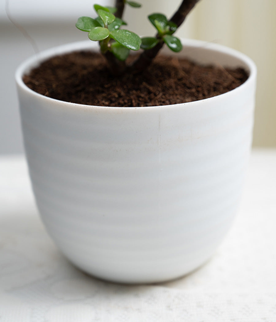 Jade Plant in Pastel Planter