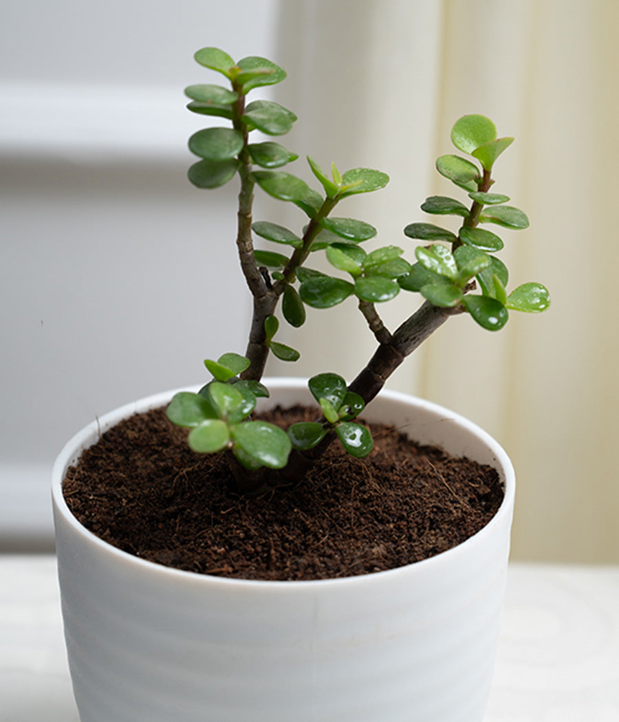 Jade Plant in Pastel Planter