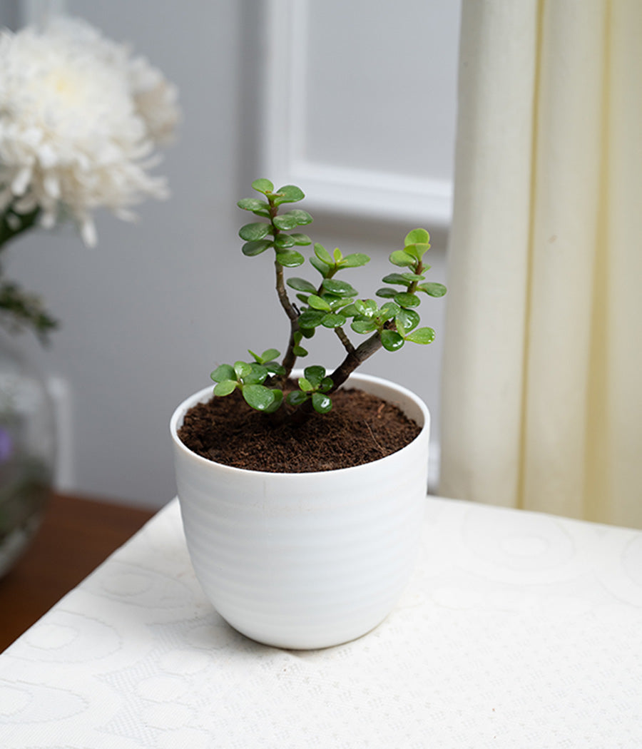 Jade Plant in Pastel Planter