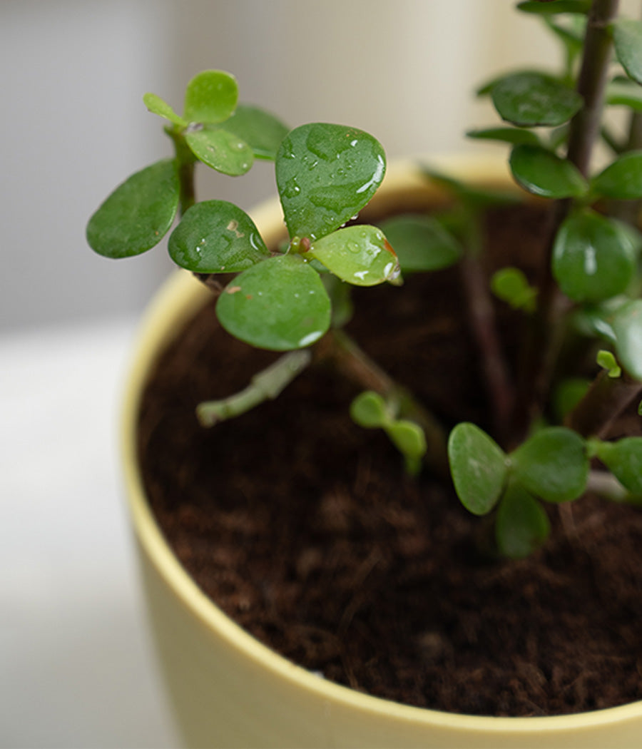 Jade Plant in Pastel Planter