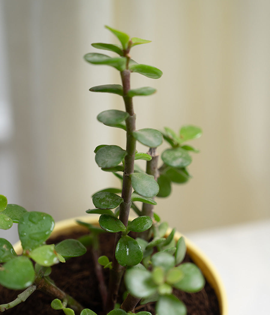 Jade Plant in Pastel Planter