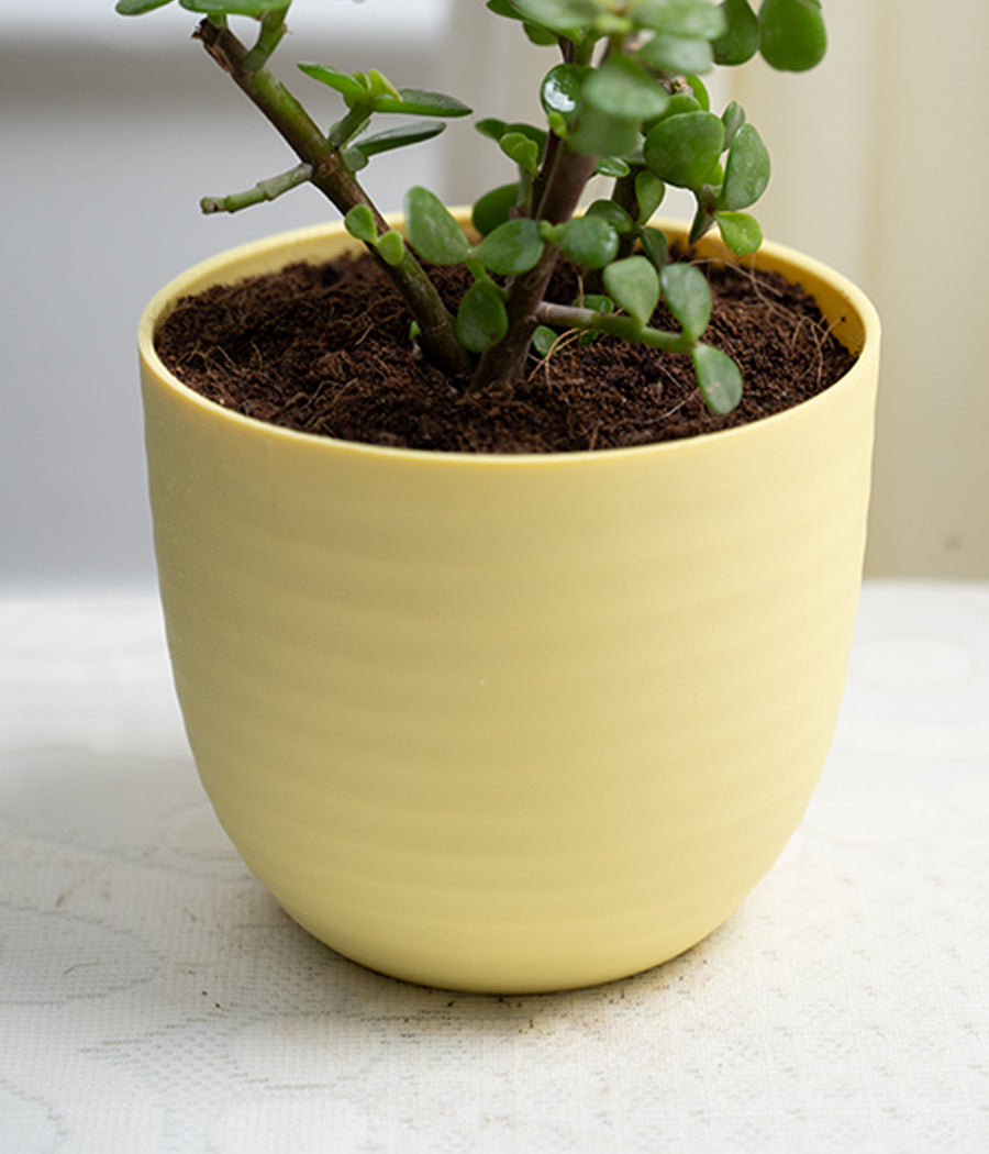 Jade Plant in Pastel Planter