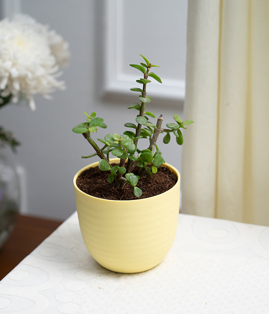 Jade Plant in Pastel Planter