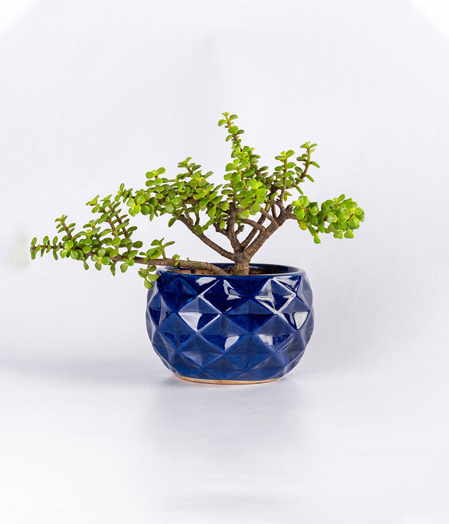 Jade Plant in Blue Diamond Planter