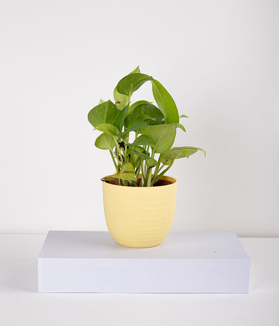 Money Plant in Pastel Lemon Planter