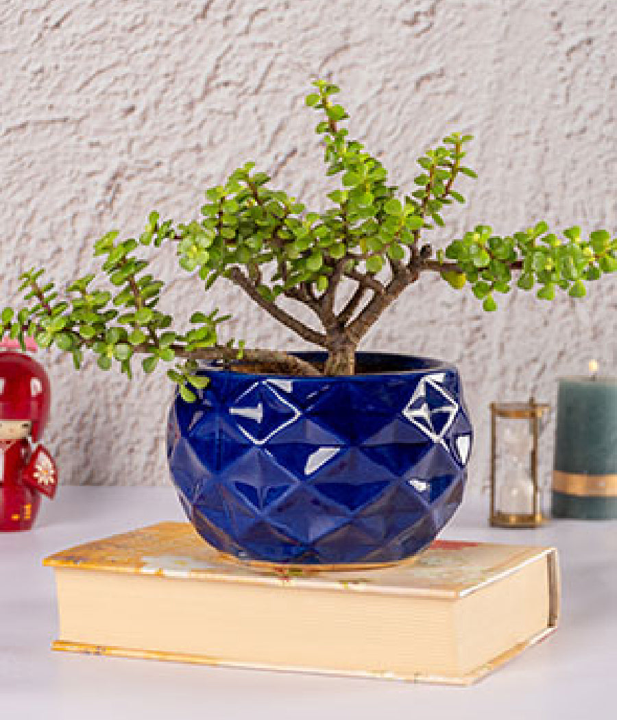 Jade Plant in Blue Diamond Planter