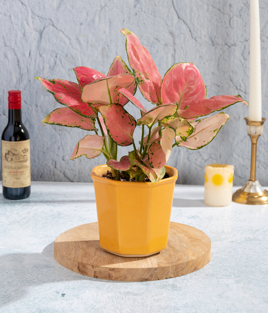 Aglaonema Valentine Plant in Orange Planter