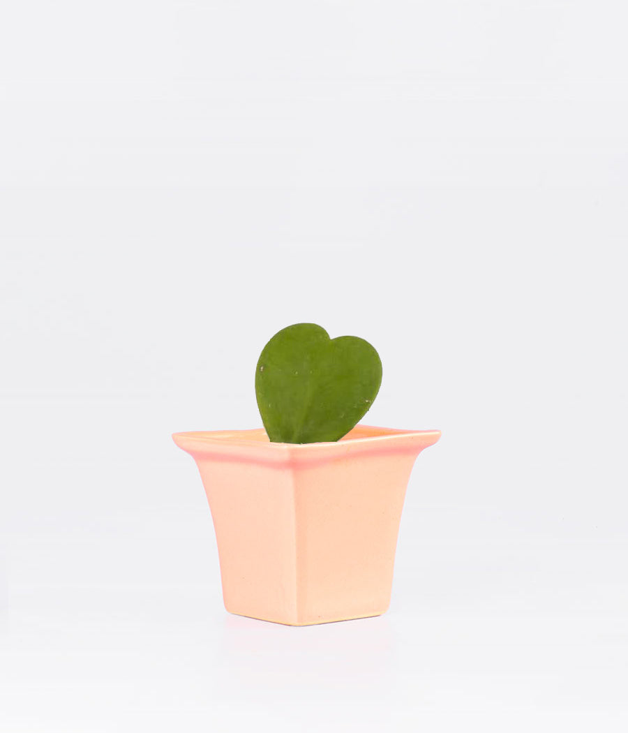 Hoya Heart Plant In Pink Ceramic Planter