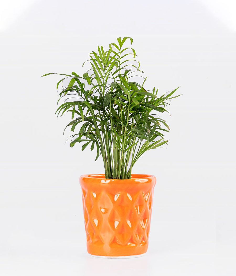 CHAMAEDOREA PALM PLANT IN DIAMOND SHAPED PLANTER