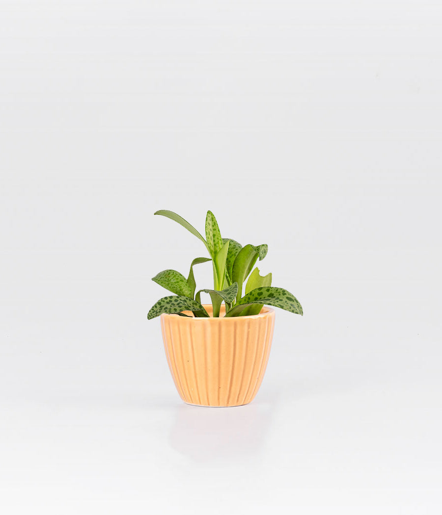 Cecilia Plant with Planter