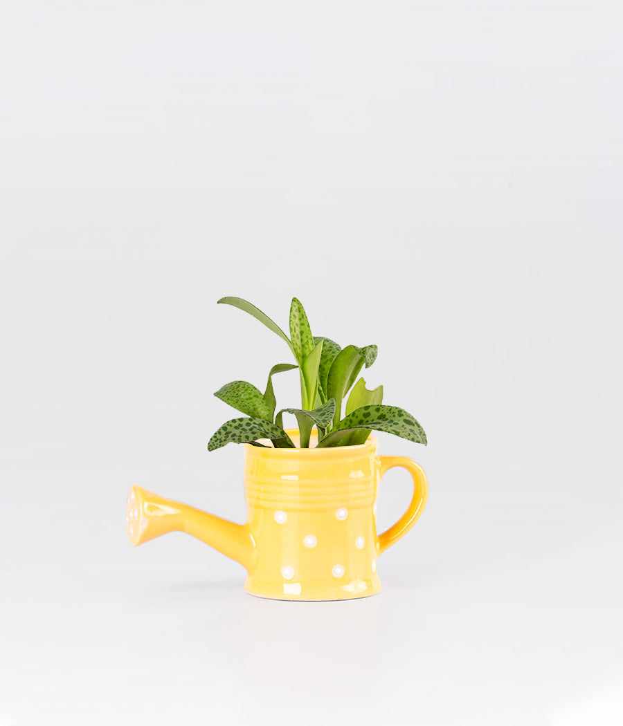 Cecilia Plant In Yellow Watering Can Ceramic Planter